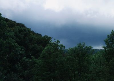 Trees in forest against sky