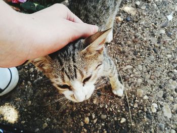 High angle view of cat