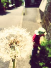 Close-up of dandelion