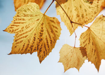 Low angle view of maple leaf against sky