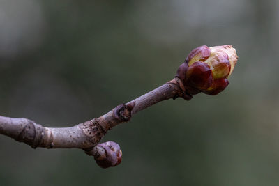 bud