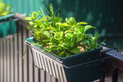 Close-up of potted plant in basket