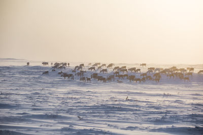 A beautiful evening landscape of a reindeer herd resting in the norwegian hills..