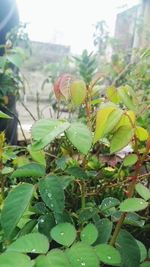 Close-up of plant