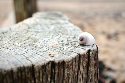 Close-up of lizard on tree stump