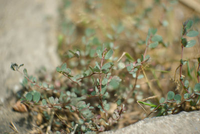 Close-up of plants growing on field