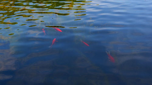 High angle view of koi fish in lake