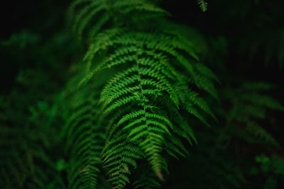 Close-up of fern leaves