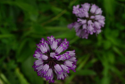 Close-up of purple flowering plant