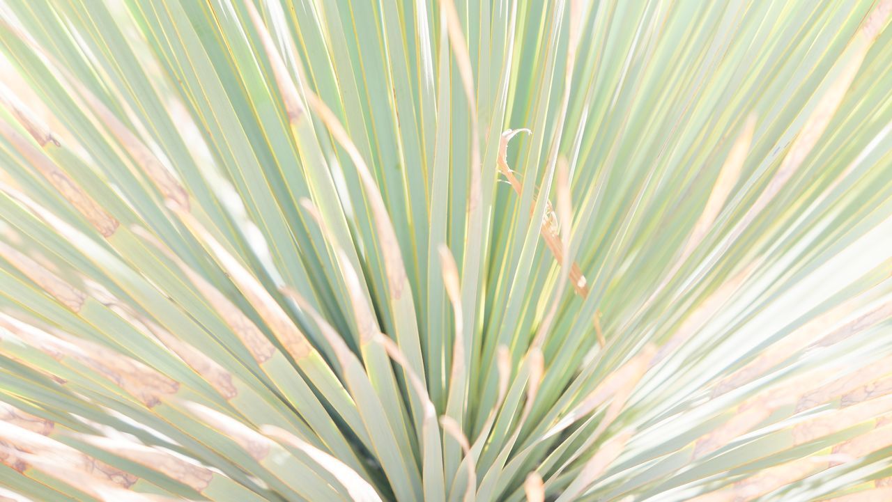 FULL FRAME SHOT OF GREEN PALM TREE