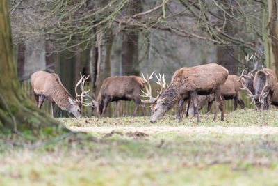 Horses grazing on field in forest