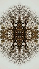 bare tree