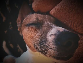 Close-up of dog looking away