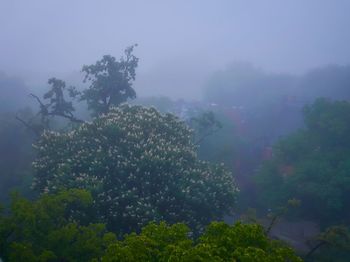 Low angle view of trees against sky