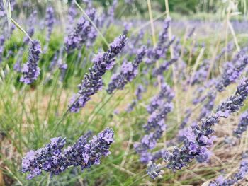 Close-up of purple flowering plants on field