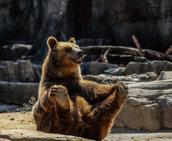 Bear sitting on ground