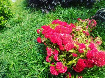 Close-up of pink flowers blooming in field