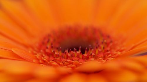 Macro shot of orange flower