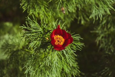 plant