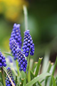 Close-up of purple flowering plants