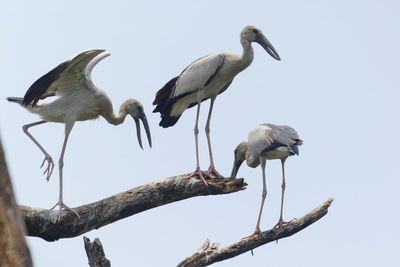 Low angle view of bird perching against clear sky