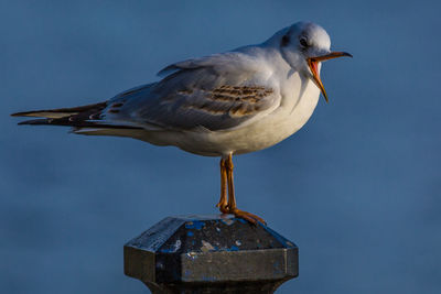 Close-up of seagull perching on pole against clear sky