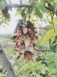 Close-up of fruits hanging on tree