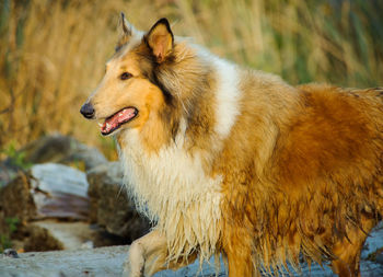 Close-up of dog outdoors