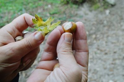 Close-up of hand holding plant