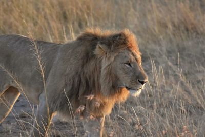 Side view of a cat on field