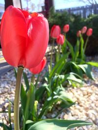 Close-up of red tulips blooming in park