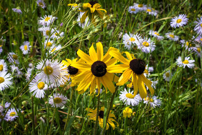 Close-up of yellow flowering plants on field