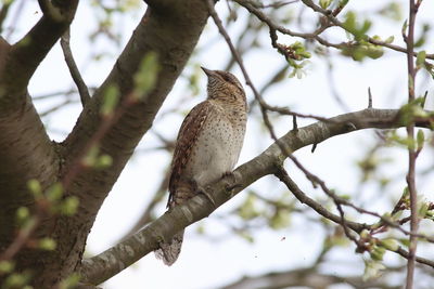 Low angle view of bird perching on tree