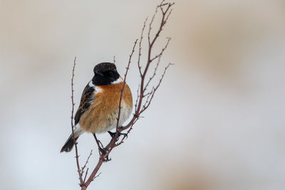 Close-up of bird perching on bare tree