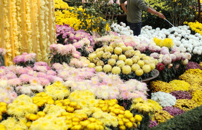 Close-up of yellow flowers