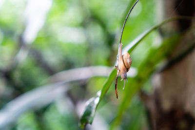 Close-up of insect on leaf