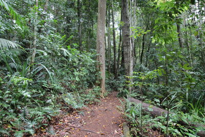 Trees in forest