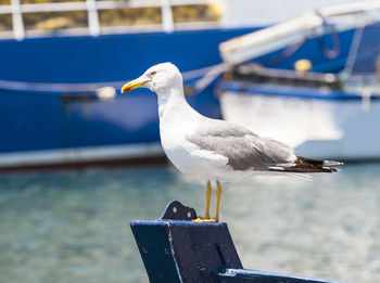 The seagull on the prow