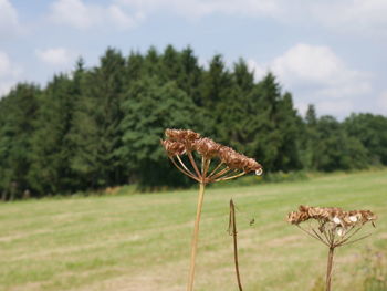 Dry plants on field against trees