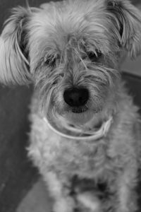 Close-up portrait of dog