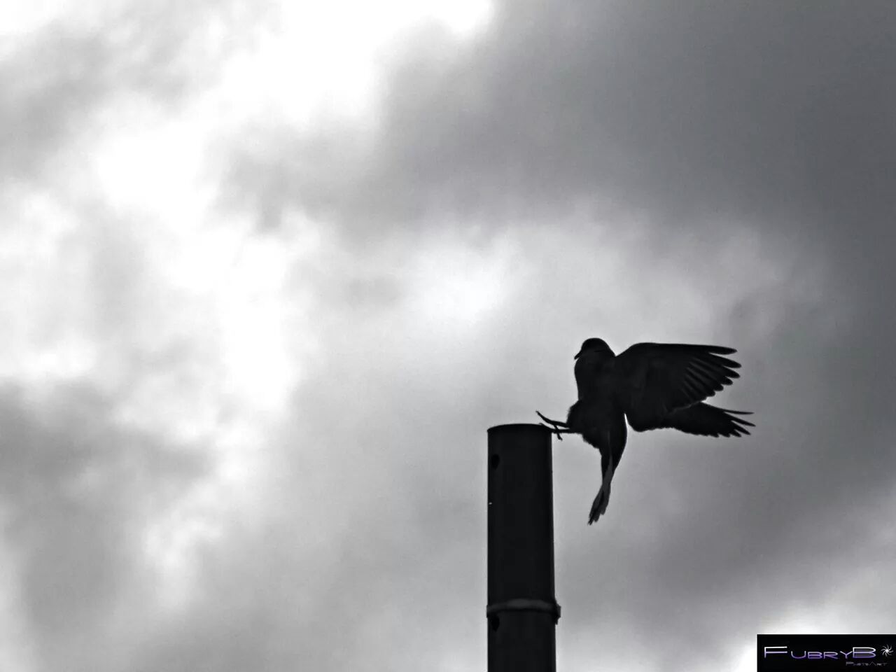 bird, animal themes, low angle view, animals in the wild, sky, wildlife, perching, one animal, cloud - sky, cloudy, silhouette, cloud, spread wings, nature, pigeon, seagull, day, pole, outdoors, flying