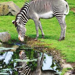 Zebra grazing on field