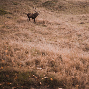 View of deer on field