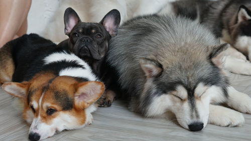 Close-up of two dogs