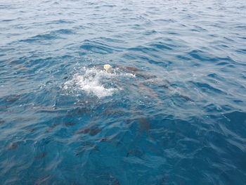 Fish eating in the sea