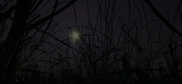 Low angle view of silhouette plants against sky at night