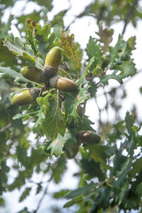 Close-up of leaves on tree
