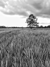 Crops growing on field against sky