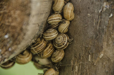 Close-up of snail