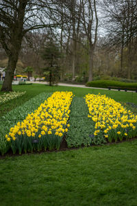 Yellow flowers on field in park